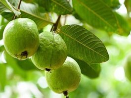 Guava Image